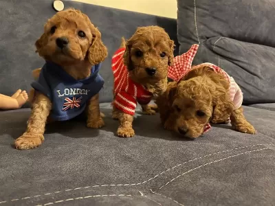 Wc Eğitimli Toy Poodle Yavruları