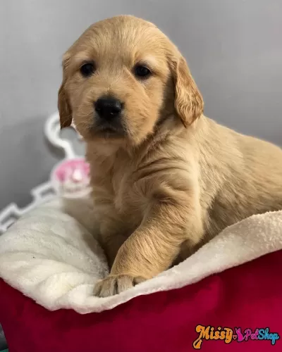 Golden Retriever Bebek Yüz Yavrularımız