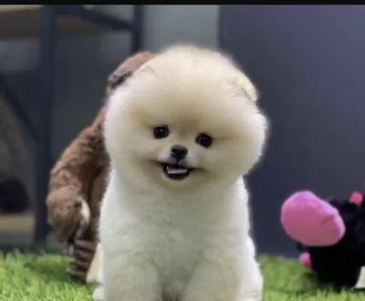 Pomeranian Boo Köpeği