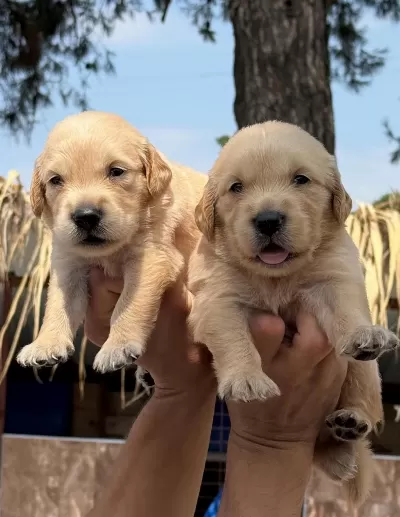 Golden Retriever Yavrularımız