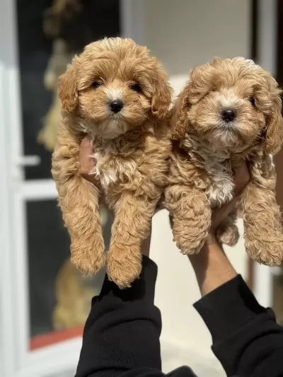 Ankarada Ziyarete Açık Maltipoo Yavrularımız