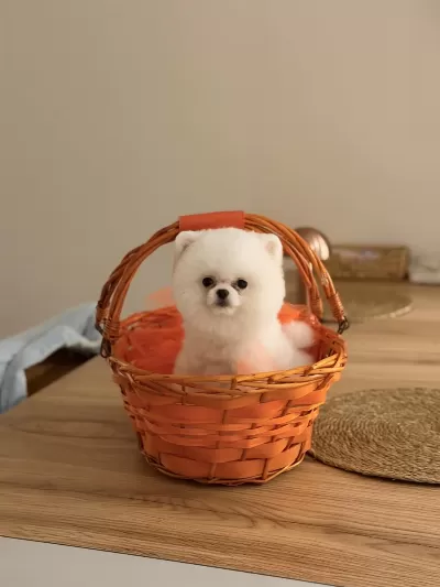 Ayı Surat Pomeranian Boo