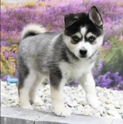 Sibirya Kurdu Köpekler