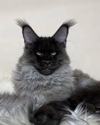 Show Kalite Sçr Belgeli Maine Coon Yavrularımız