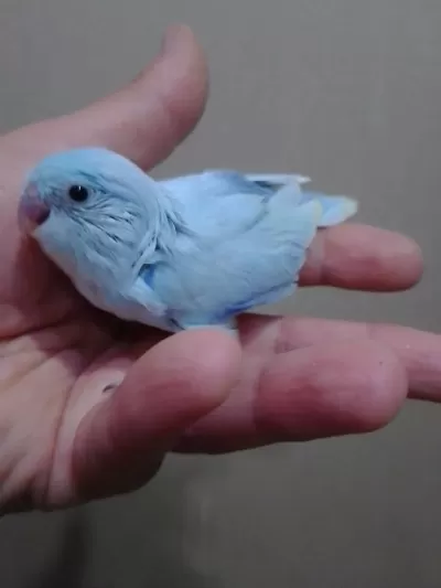 Pastel Turkuaz Forpus Erkek Cep Papağanı