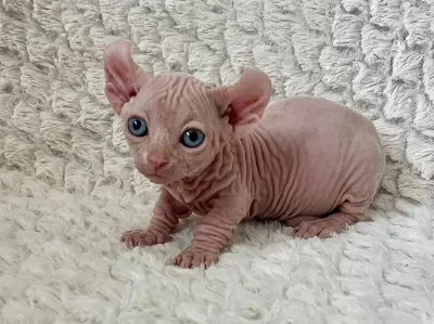 Erkek Dwelf Sphynx Kedi