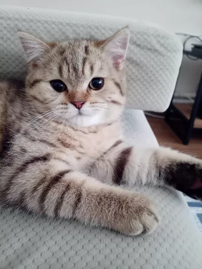British Shorthair 5 Aylık Kedimiz