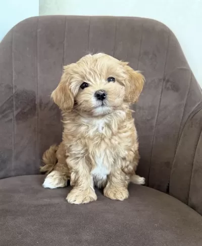Maltipoo Yavrularımız Yeni Evlerini Bekliyor