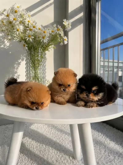 Güvenilir Teslim Pomeranian Boo Bebekler