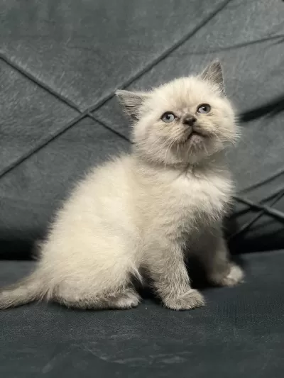 Mükemmel British Shorthair Yavrular Sakarya