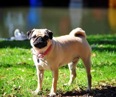 Safkan Dişi Pug Eğitimli