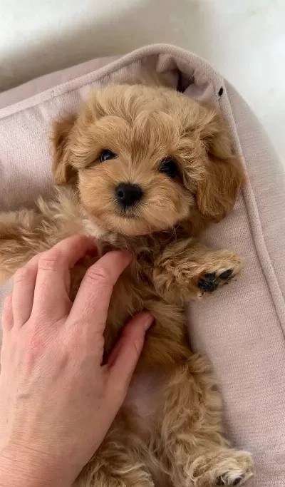Maltipoo Yavrularımız