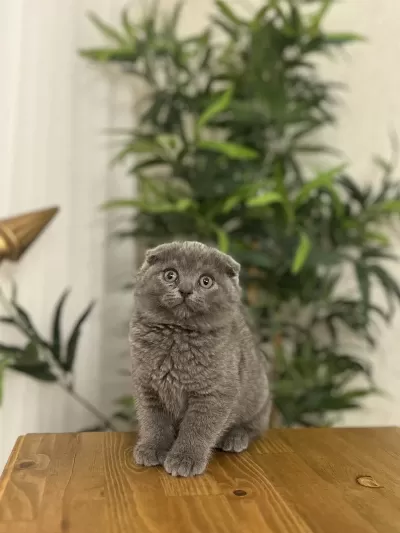 Sevimli Scottish Fold Yavrularim