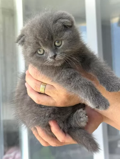 Scottish Fold Yavrularımız