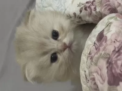 Güzel Bebek Kedilerime Güzel Aile Ariyorum