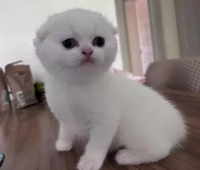 Top Kafa Safkan Scottish Fold