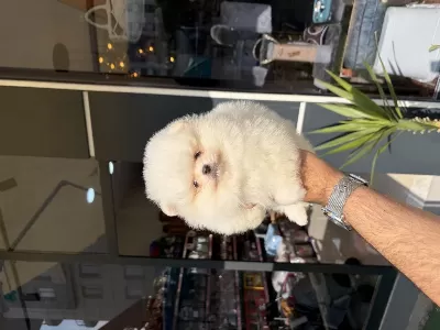 Ukrayna Doğumlu Pomeranian Yavrular