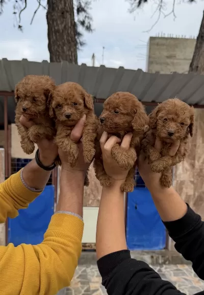 Toy Poodle Yavrularımız