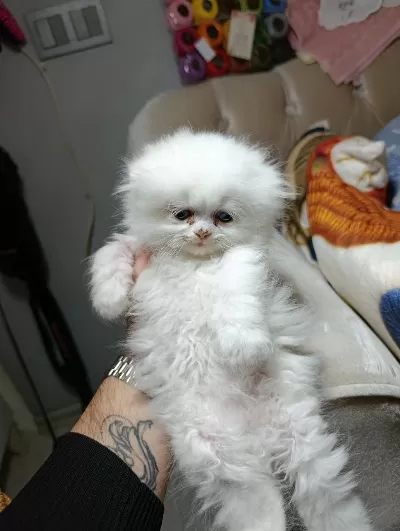 Son Scottish Fold Longhair Erkek Yavru
