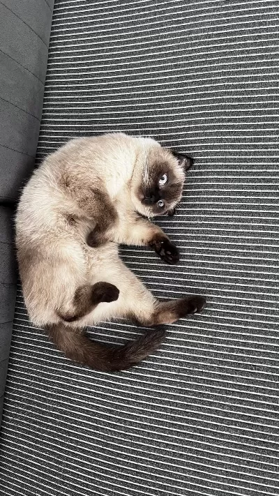 Scottish Fold Blue Point
