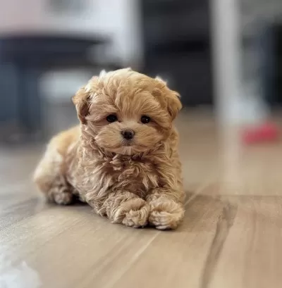 Orjinal Kore Maltipoo