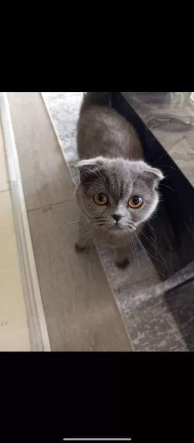 10 Aylık Dişi Scottish Fold