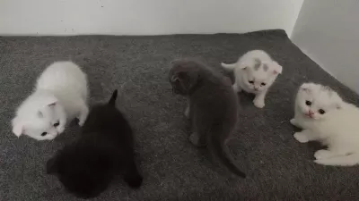 Scottish Fold Yavru Kediler Ücretli