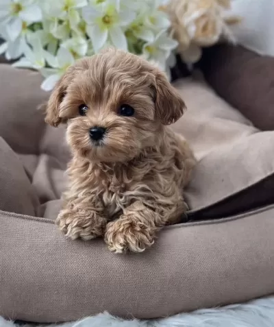 Türkiye’nin En Özel Maltipoo Yavruları