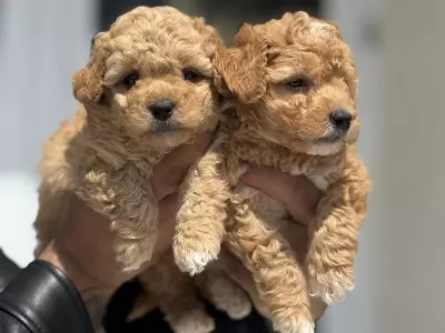 Wc Eğitimli Maltipoo Yavrularımız Ziyarete Açık