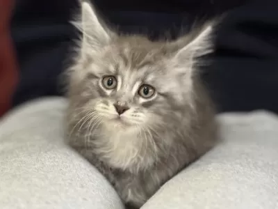 Ankarada Ziyarete Açık Maine Coon Yavrularımız