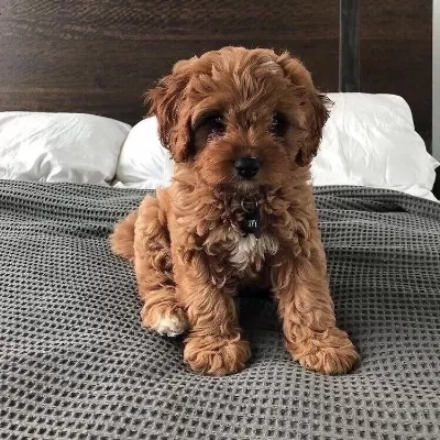 Maltipoo Yavrumuz Üst Kalite Red Brown