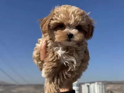 Petmode Köpek Çiftliğinde Ziyarete Açık Maltipoo