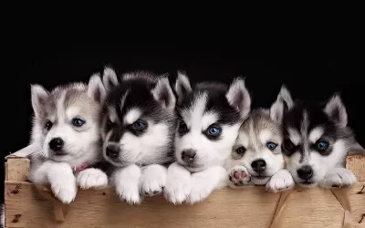 Mavişim Mavilendim Tadinda Husky