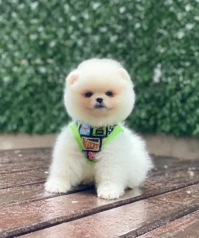 Sağlik Ve İrk Garantili Pomeranian Erkek