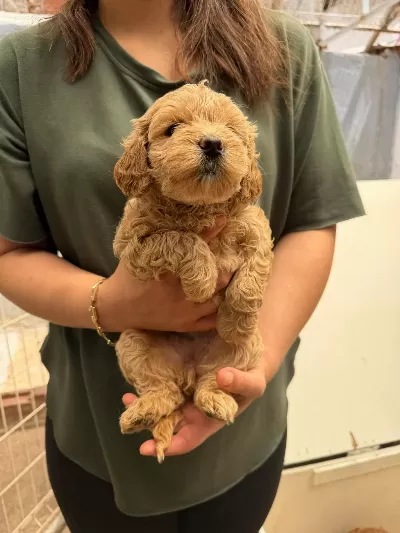 Teslime Hazır Maltipoo Yavrularımız