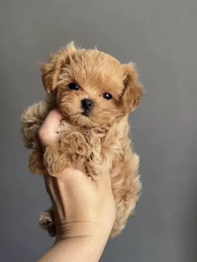 Korean Teacup Maltipoo Bebekler