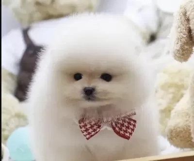 Köpeğimiz Pomeranian Boo Teddy Bear