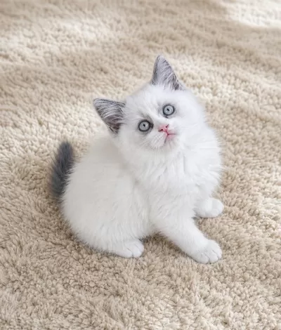 Muhteşem British Shorthair Blue Bicolor Golden Yavrular
