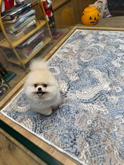 Orjinal Pomeranian Boo Miss Turkey