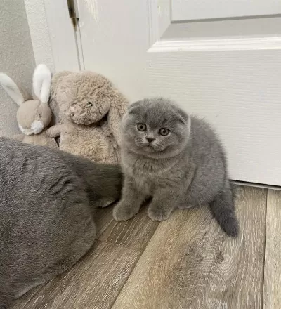 Scottish Fold Birbirinden Güzel Yavrularim