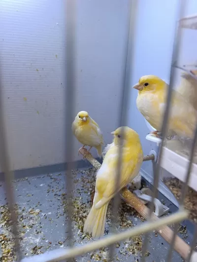 3 Aylık Kanaryalar Sahiplendirilecektir