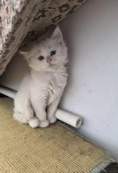 Mavi Gözlü British Longhair Bebeklerimiz