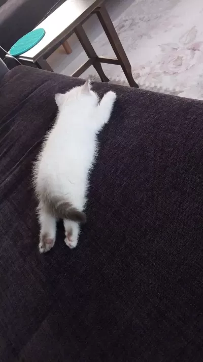 2 Aylık British Longhair