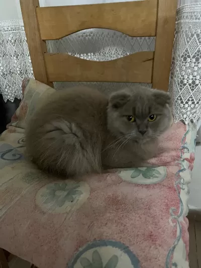 Ücretsiz Sahiplendirme Scottish Fold Kedimiz