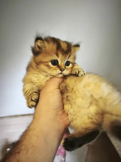 Mamaya Düştüler Safkan Scottish Fold Yavrular