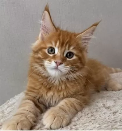 Maine Coon Üst Kaliteli Erkek