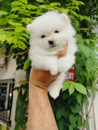 Pomeranian Teslime Hazır Güzel Yavrular
