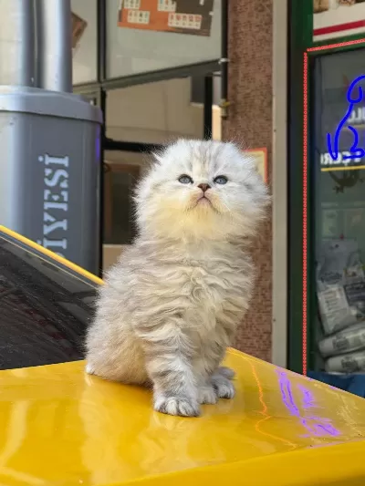 Orjinal British Longhair Tuvalet Eğitimli