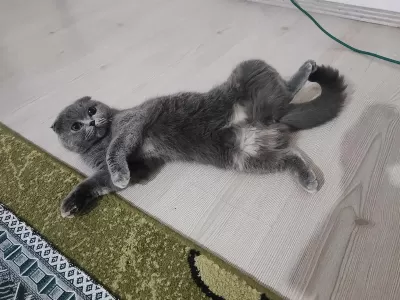 Scottish Fold Kedimize Yuva Arıyoruz