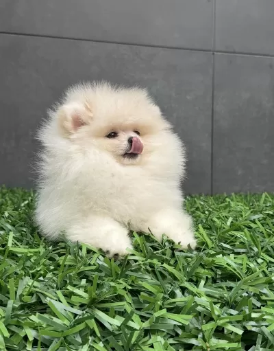 Orjinal Pomeranian Boo Yavrularımız